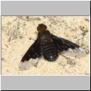 Hemipenthes morio - Schweber 01 Sandgrube Niedringhaussee.jpg